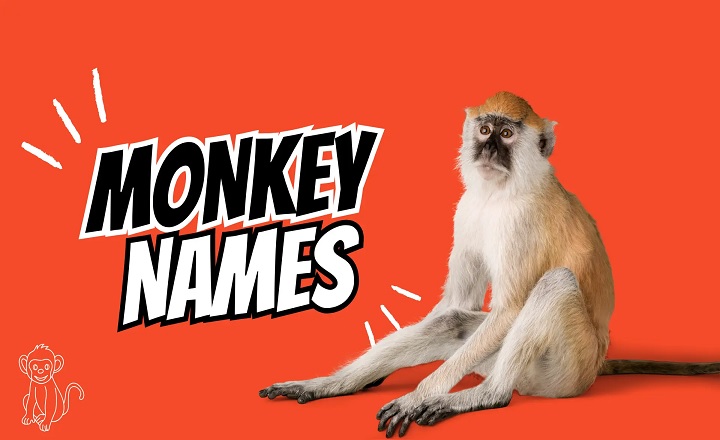  Funny Monkey Names