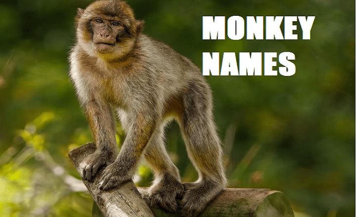 Baby Monkey Names