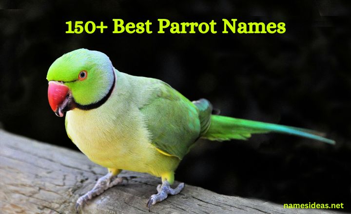 150+ Best Parrot Names