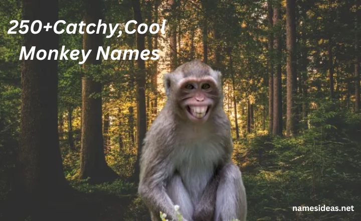 250+ Catchy Monkey Names