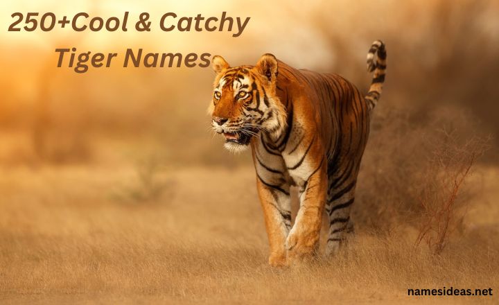 250+Cool and Catchy Tiger Names