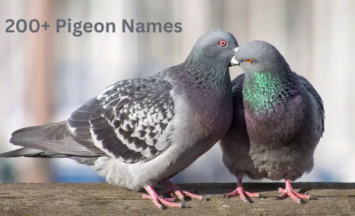 200+ Cool And Catchy Pigeon Names