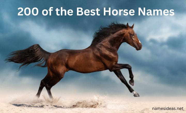 200 of the Best Horse Names