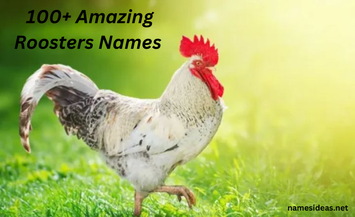 100 Amazing Name Ideas for Roosters