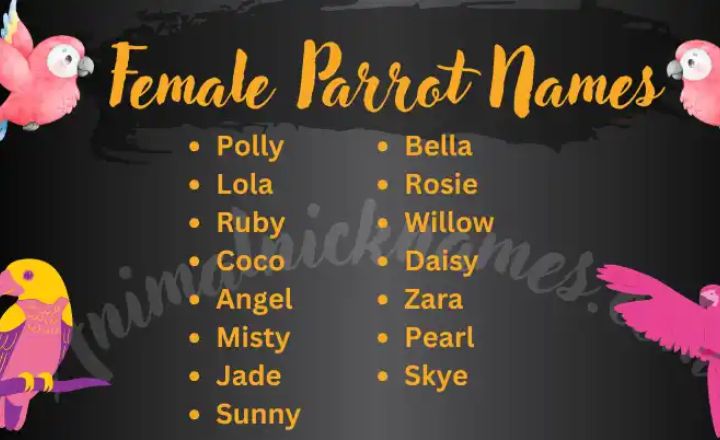 Female Parrot Names