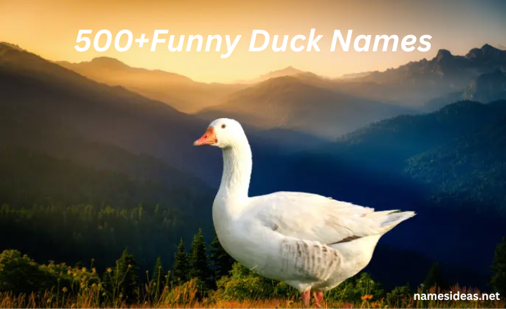 500+Funny Duck Names