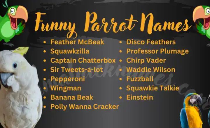 Funny Parrot Names