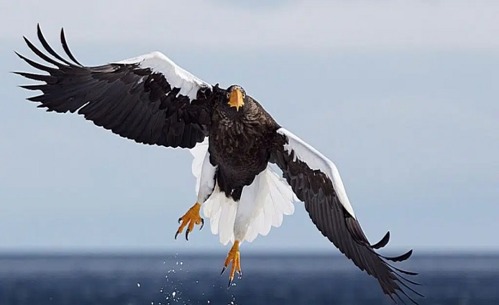 Best Eagle Names and Their Meanings