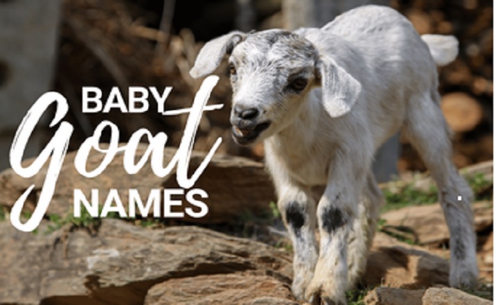 Baby Goat Names