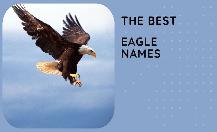 Best Eagle Names and Their Meanings