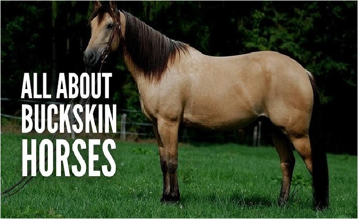 Palomino and Buckskin Horse Names