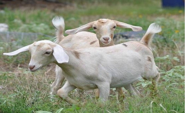 Cute Goat Names