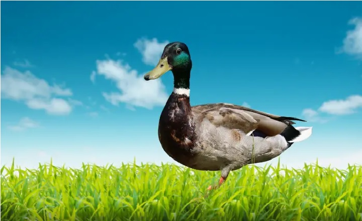 Funny Duck Names Inspired by Pop Culture