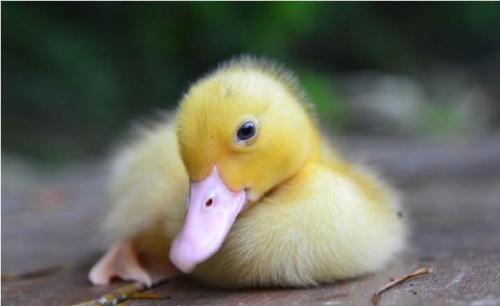 Baby Duck Names