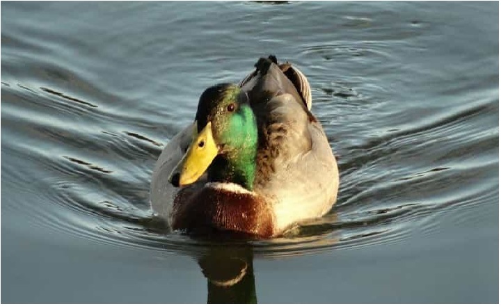 Best Duck Names