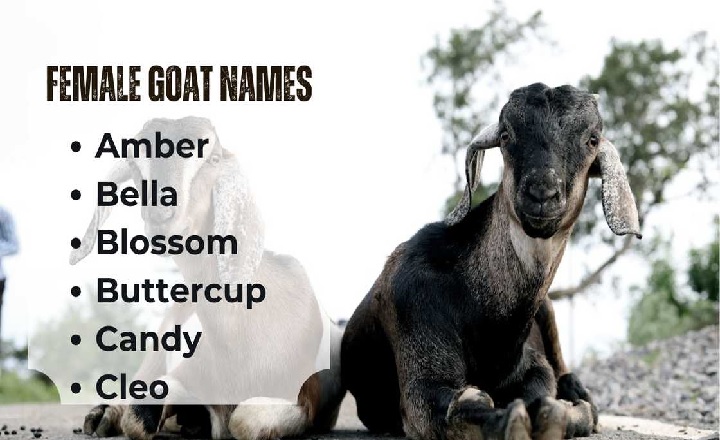 Cool and Catchy Goat Names Ideas for 2025