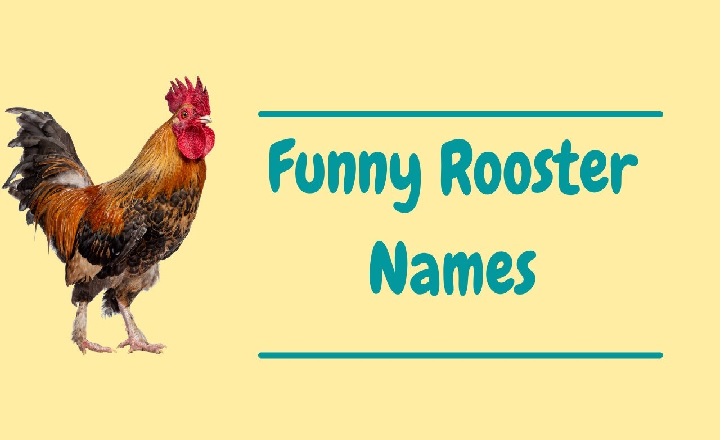 Funny Rooster Names