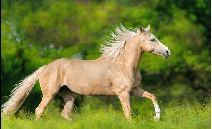 Female Horse Names