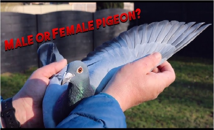 Female Pigeon Names 