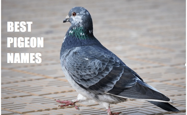 Best Pigeon Names