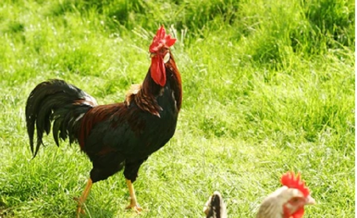 100 Amazing Name Ideas for Roosters