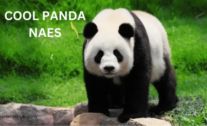 Cool Panda Names