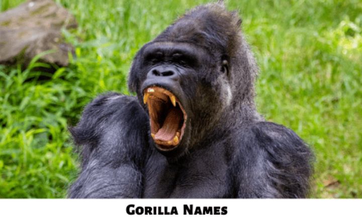 Cool Gorilla Names