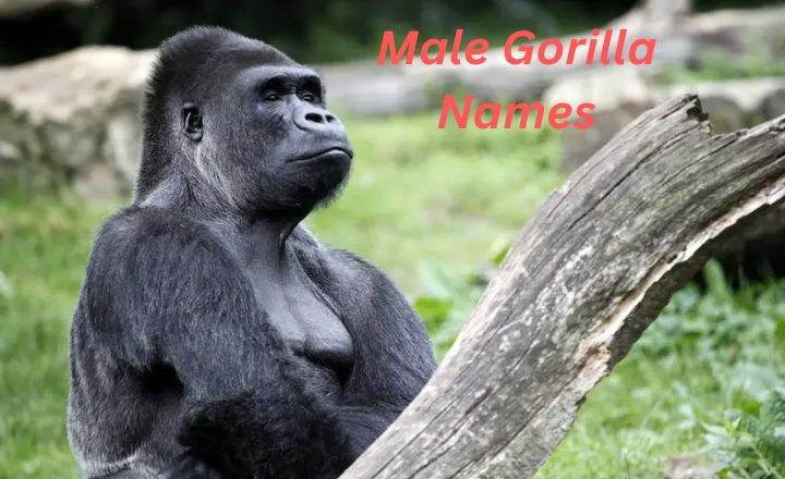 Male Gorilla Names