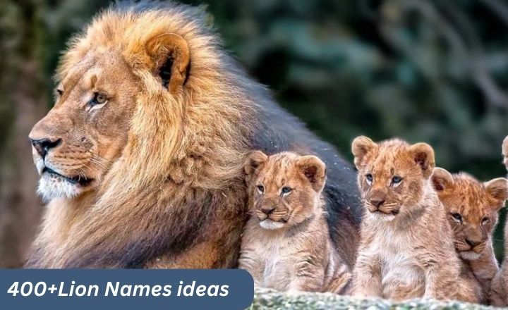 400+Lion Names Ideas