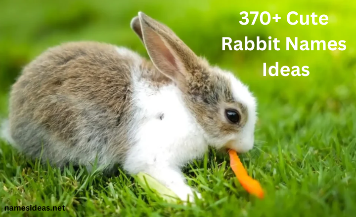 370+ Cute Rabbit Names Ideas