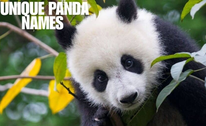 Unique Panda Names