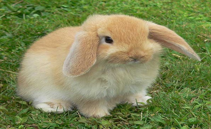 370+ Cute Rabbit Names Ideas