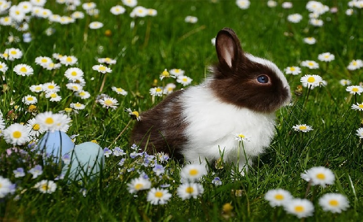 Black Rabbit Names