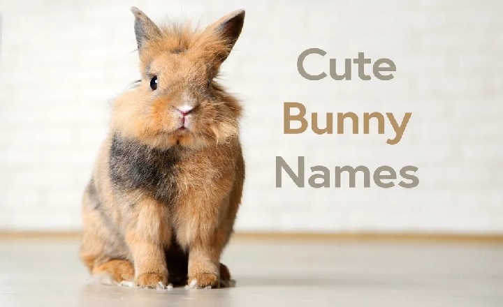 Cute Rabbit Names